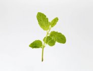 Moroccan mint sprig — Stock Photo