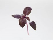 Branche de basilic rouge fraîche — Photo de stock