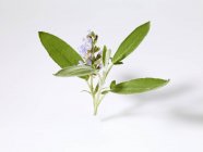 Salvia fresca con flor - foto de stock