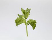 Curly mint sprig — Stock Photo