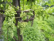 Green grapes on vine — Stock Photo