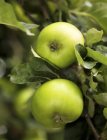 Зелені яблука в дереві — стокове фото