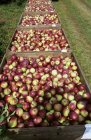 Pommes fraîches cueillies dans des caisses en bois — Photo de stock
