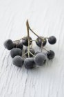 Sprig of frozen aronia berries — Stock Photo