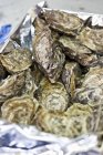 Caja de ostras frescas - foto de stock