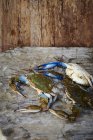 Closeup view of Maryland blue crabs on wooden surface — Stock Photo