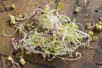 Fresh organic beansprouts — Stock Photo