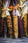 Mazorcas de maíz multicolor - foto de stock