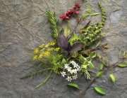Fresh herbs and flowers — Stock Photo