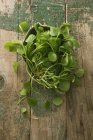 Fresh Purslane leaves — Stock Photo