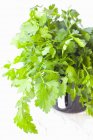 Fresh flat-leaf parsley — Stock Photo