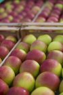 Свежесобранные яблоки — стоковое фото