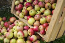 Manzanas recién cosechadas - foto de stock