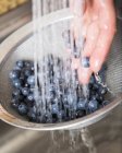 Hand washing Blueberries in sieve — Stock Photo