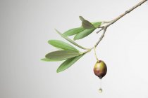 Aceite de oliva que gotea de una aceituna - foto de stock