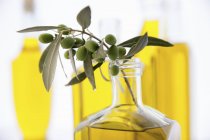 Ramita de aceitunas en botella de aceite de oliva - foto de stock