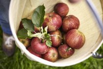 Freshly harvested apples — Stock Photo