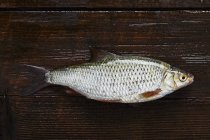 Свіжоспіймана тарганова риба — стокове фото