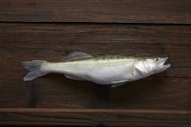 Freshly caught zander fish — Stock Photo
