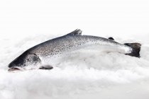 Свежий сырой сырой лосось — стоковое фото