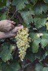Біле вино, виноград — стокове фото