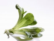 Свіжі ягнят салату — стокове фото