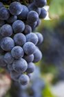 Raisins noirs sur la vigne — Photo de stock