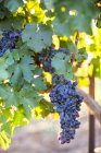 Black grapes on the vine — Stock Photo