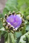 An artichoke in bloom outdoors with green blurred background — Stock Photo