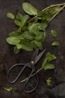 Fresh mint with herb scissors — Stock Photo