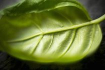 Feuille de basilic vert — Photo de stock