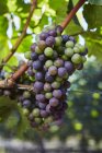 Виноград, що змінює колір на лозі — стокове фото
