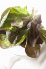Салат из листьев красного дуба — стоковое фото