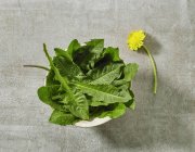 A bowl of fresh dandelion leaves on grey stone surface — Stock Photo