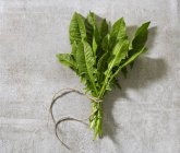 Пучок свіжого листя кульбаби — стокове фото