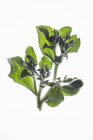 Closeup view of fresh herb still life — Stock Photo
