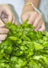 Closeup view of hands harvesting basil leaves — Stock Photo