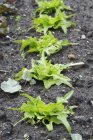 Lettuce plants growing in field — Stock Photo