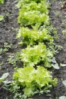 Тімо салату рослин — стокове фото