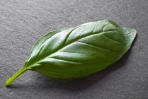 Fresh green basil leaf — Stock Photo