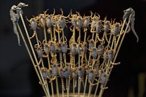 Крупный план скорпионов и морских коньков на палочках в качестве закусок — стоковое фото