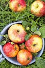 Manzanas recién recogidas - foto de stock