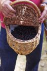 Man holding basket of blackberries — Stock Photo