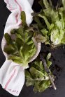 Frisch gepflückter Salat und Blätter — Stockfoto