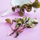 Beetroot with roots and stalks — Stock Photo