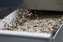 Hemp seeds in cleaning machine — Stock Photo