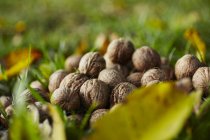Fresh walnuts in grass — Stock Photo