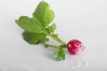Fresh radish with sea salt — Stock Photo