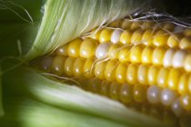 Свежие уши кукурузы — стоковое фото