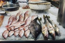 Auswahl an frischen Fischen — Stockfoto